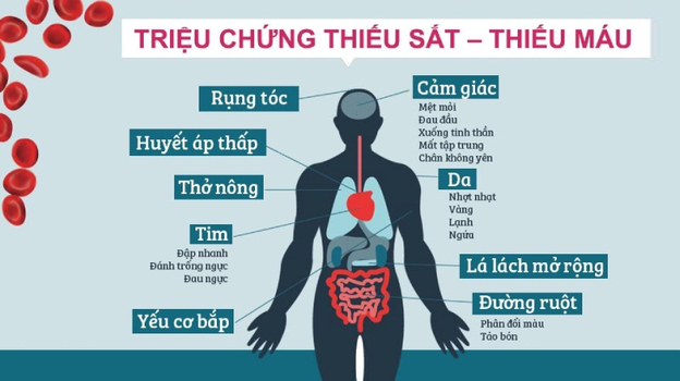 Dự trữ đủ sắt giúp mẹ bầu tránh được tình trạng hoa mắt chóng mặt khi thai lớn