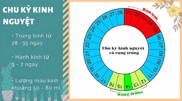Nắm rõ ngày rụng trứng giúp tăng tỷ lệ thụ thai lên đáng kể