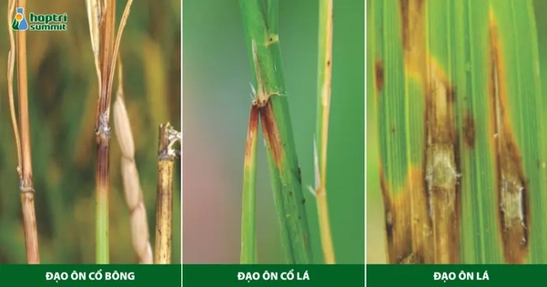 Biểu hiện bệnh đạo ôn trên lá, cổ lá và cổ bông lúa
