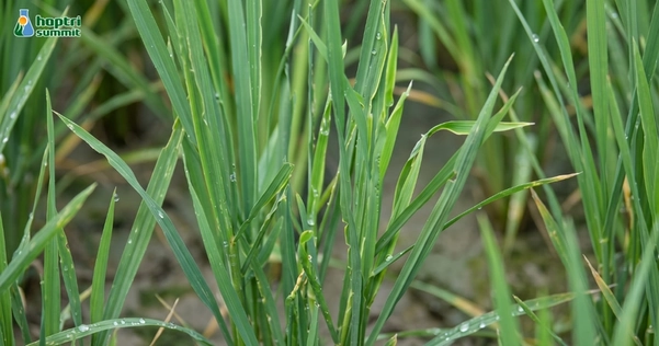 Lúa bị lùn xoắn lá